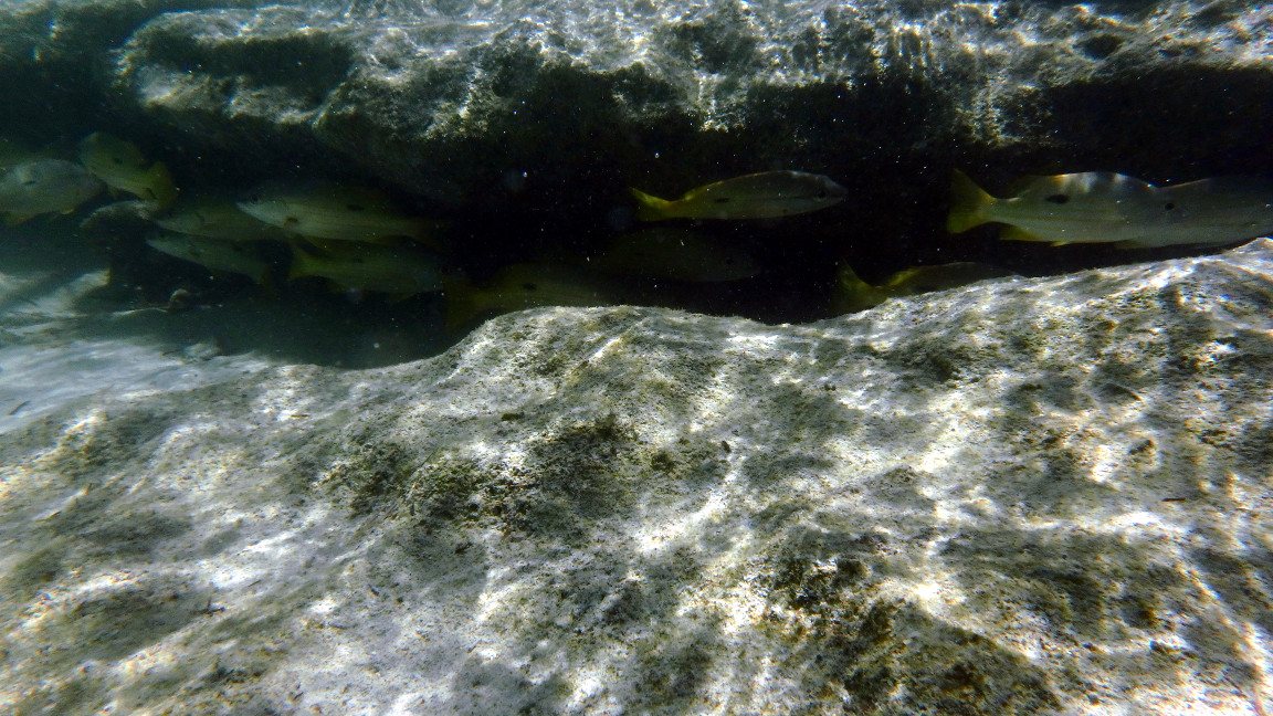 Lutjanus fulviflamma