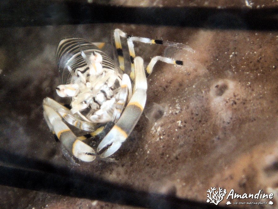 Gnathophyllum americanum
