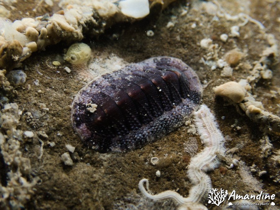 Chiton