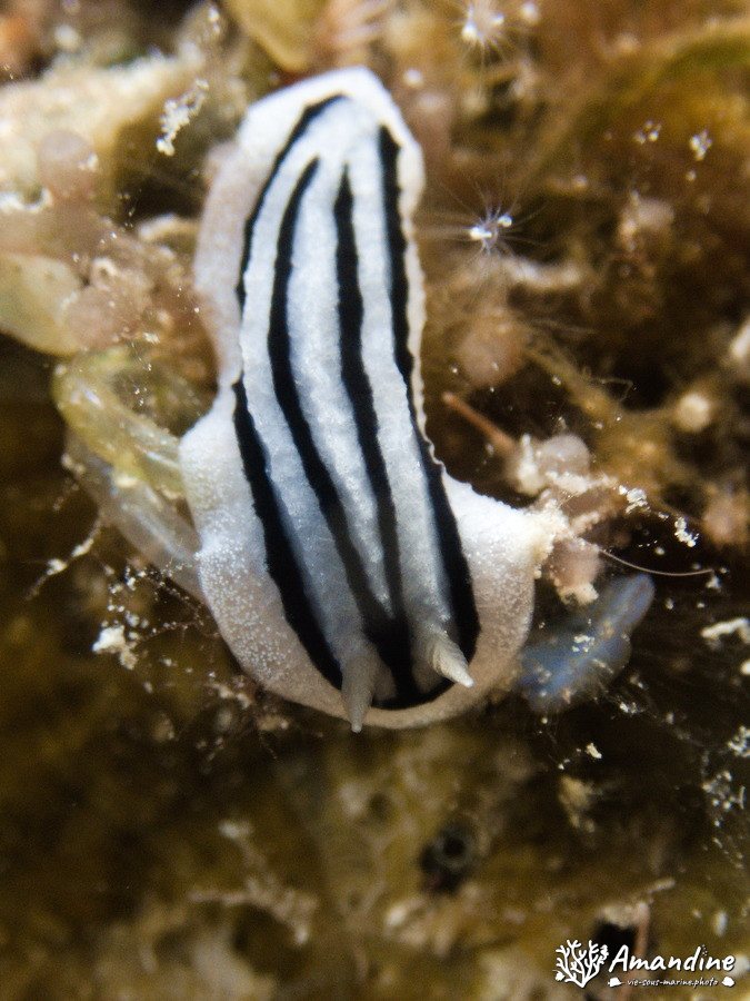 Mollusques
