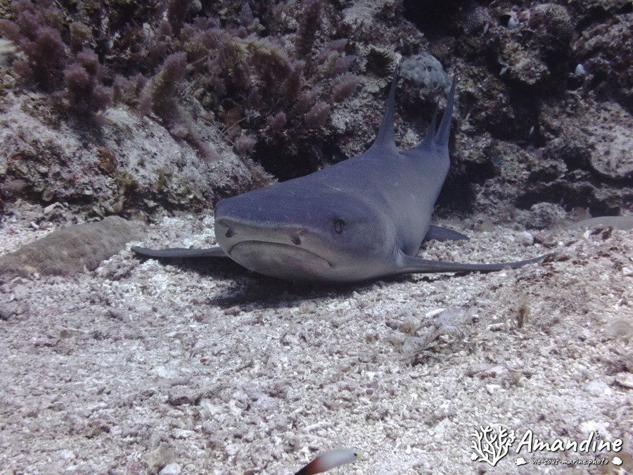 Requin à pointe blanche du lagon