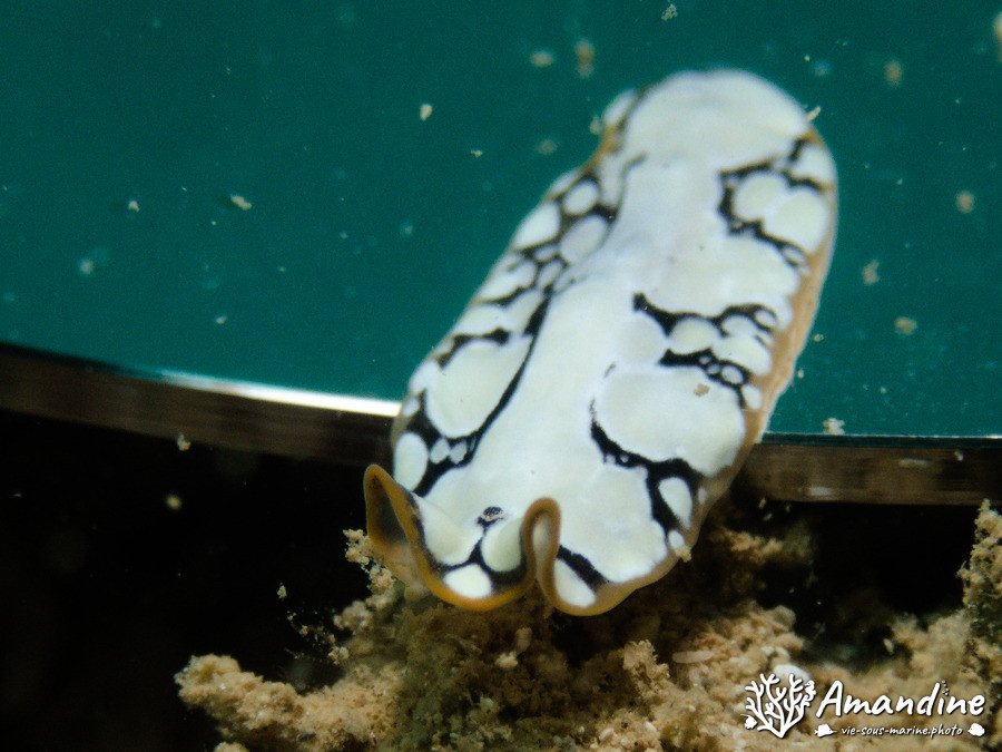 Pseudoceros imperatus