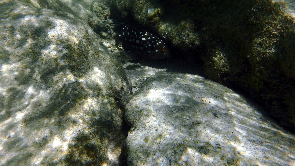 Epinephelus coeruleopunctatus
