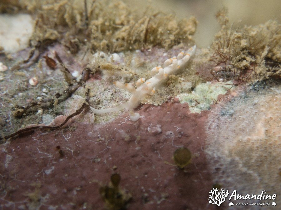 Flabellina bicolor