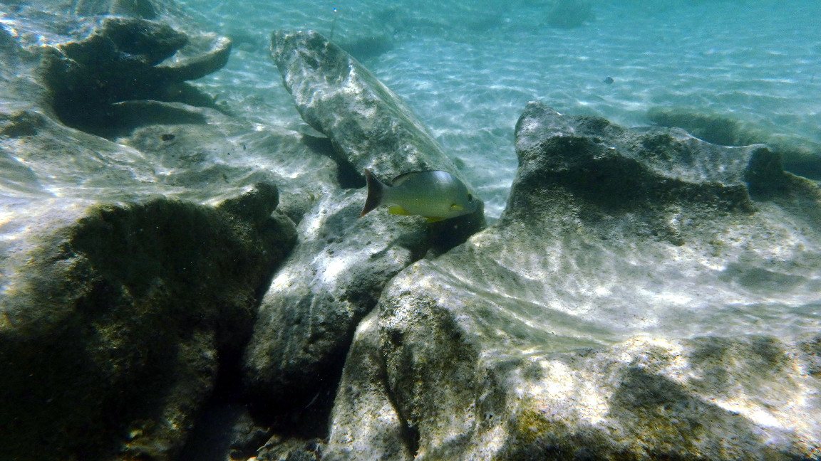 Lutjanus fulvus