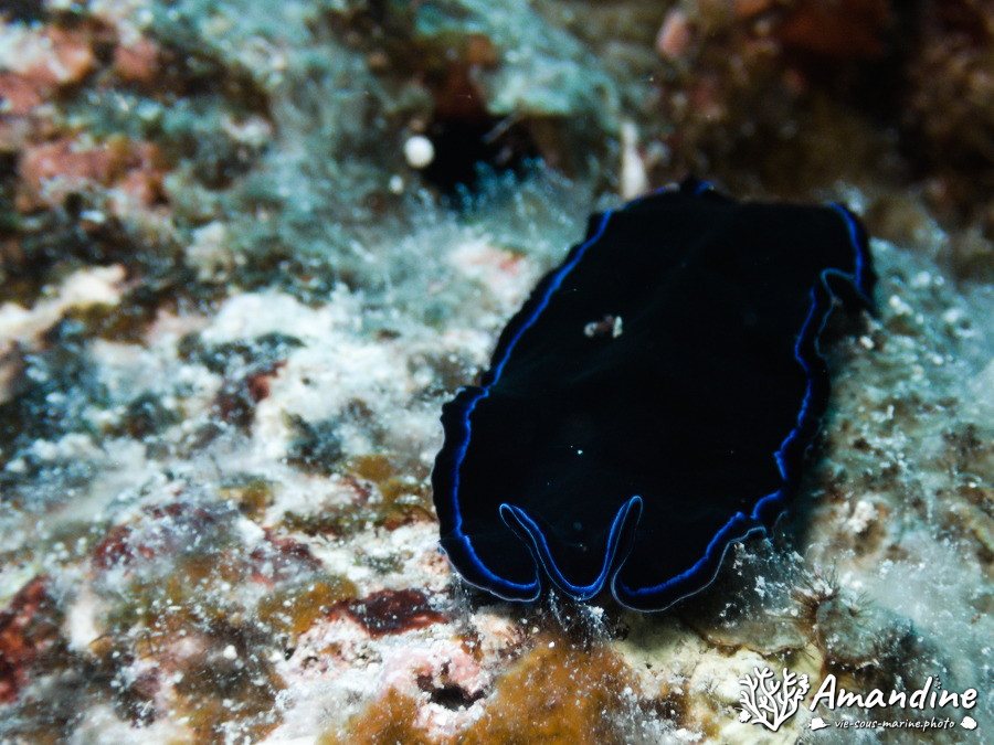 Pseudoceros sapphirinus