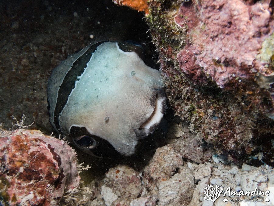 Poisson porc-épic à tâches auréolées