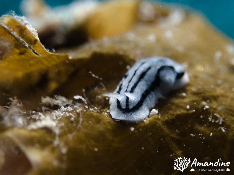 Mollusques