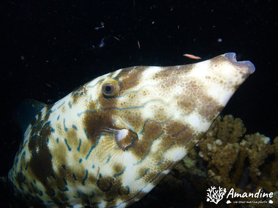 Aluterus scriptus