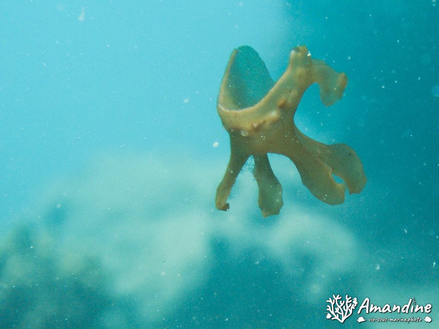Mollusques