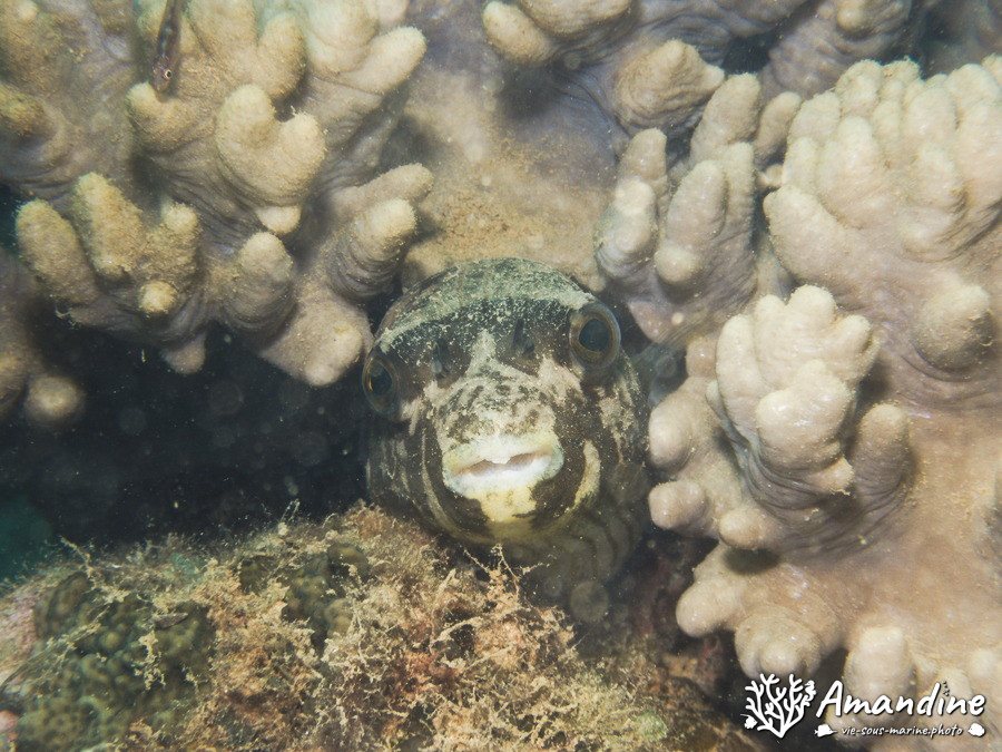 Arothron hispidus