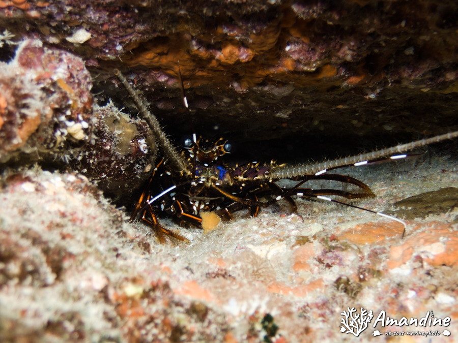 Langouste