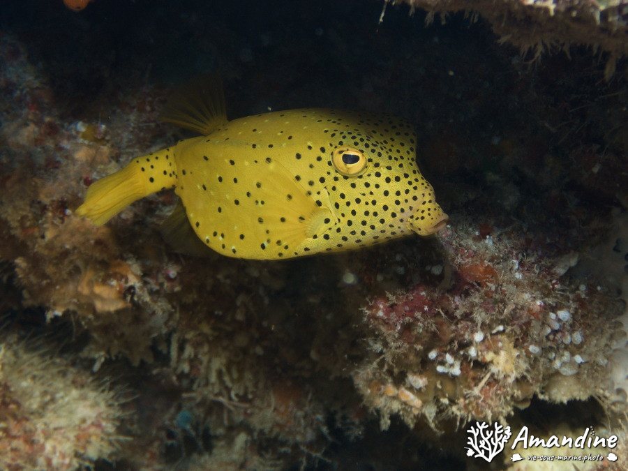 Ostracion cubicus