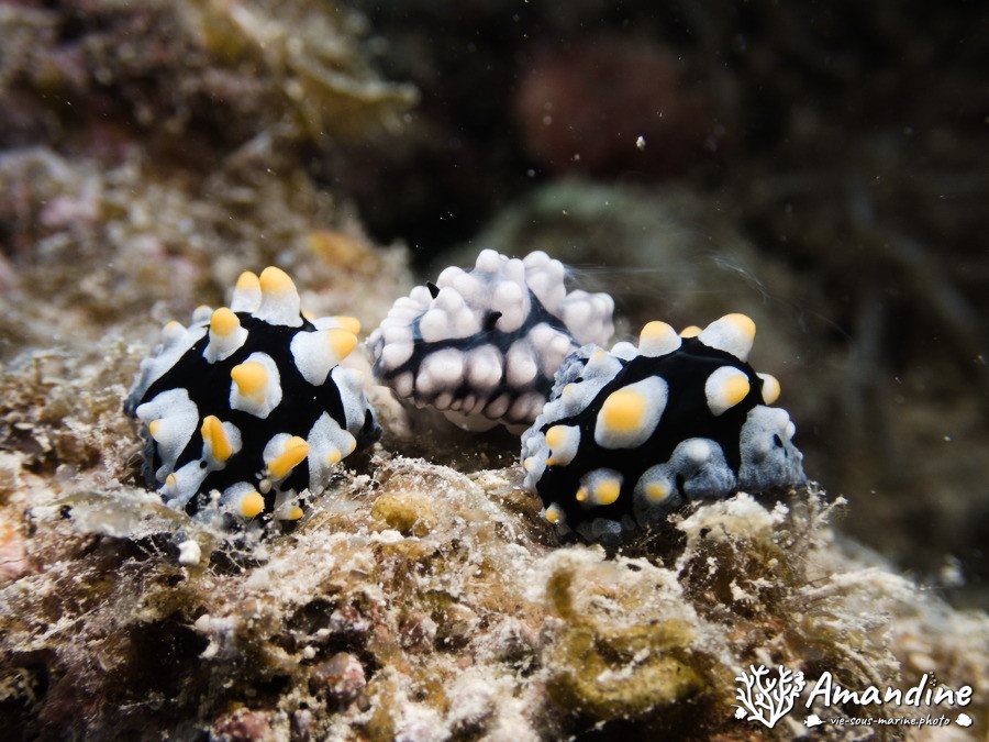 Mollusques