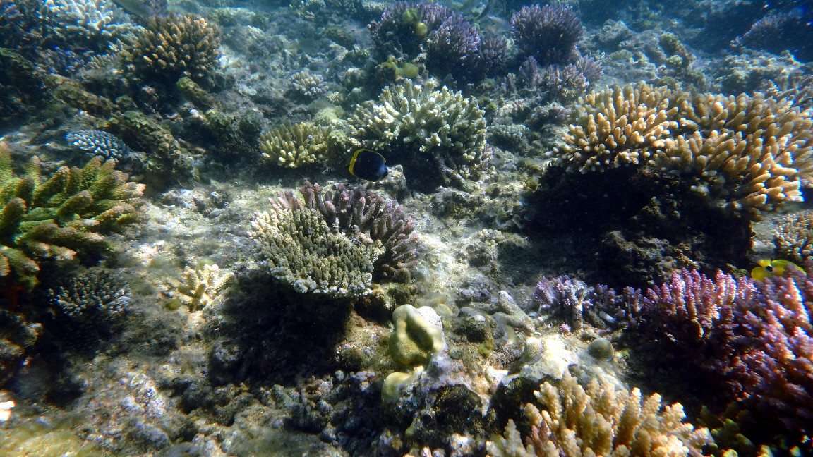 Chaetodon flavirostris