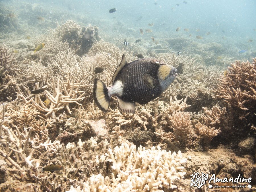 Balistoides viridescens
