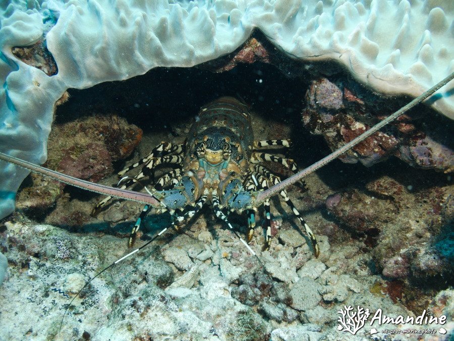 Langouste