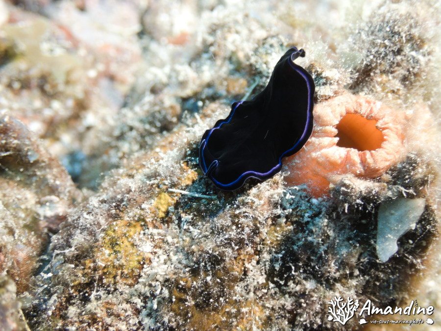 Organismes vermiformes
