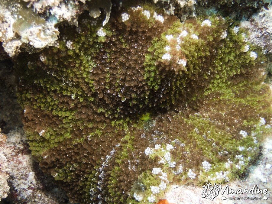 Corail dur