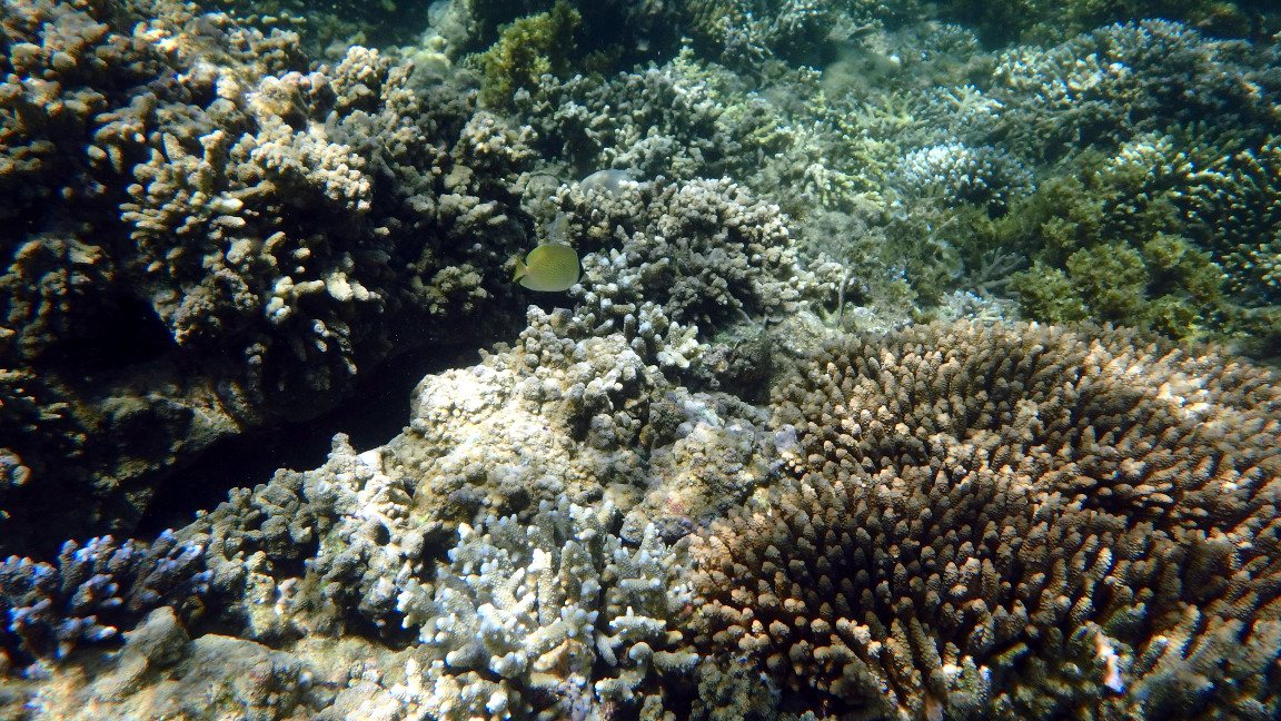 Chaetodon citrinellus