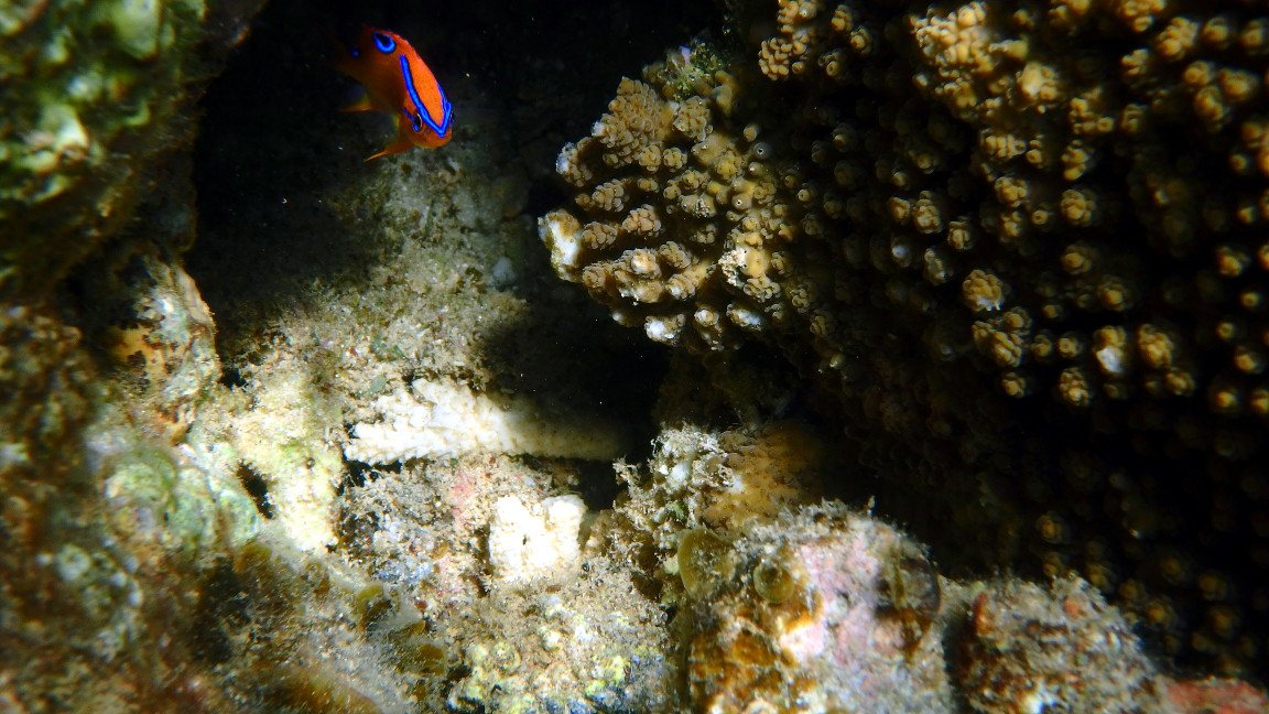 Neoglyphidodon polyacanthus