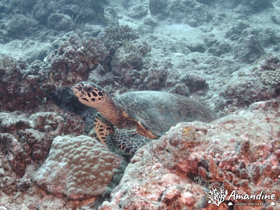 Chelonia mydas (tortue verte)