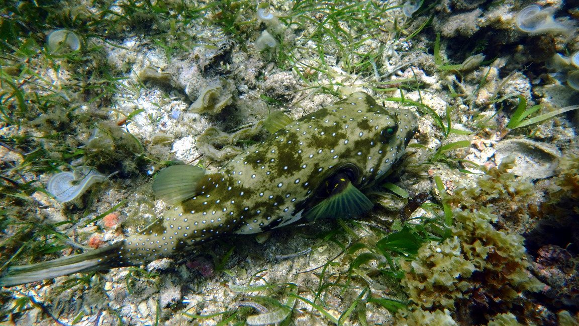 Arothron hispidus