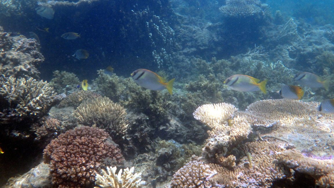 Siganus doliatus