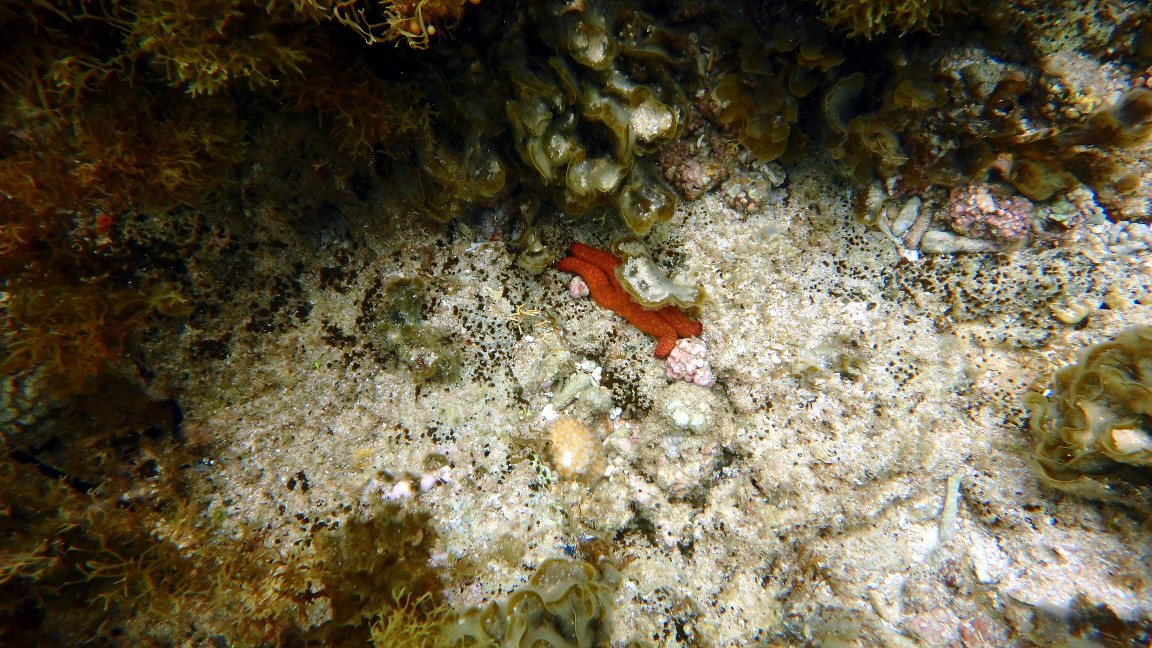 Echinaster luzonicus