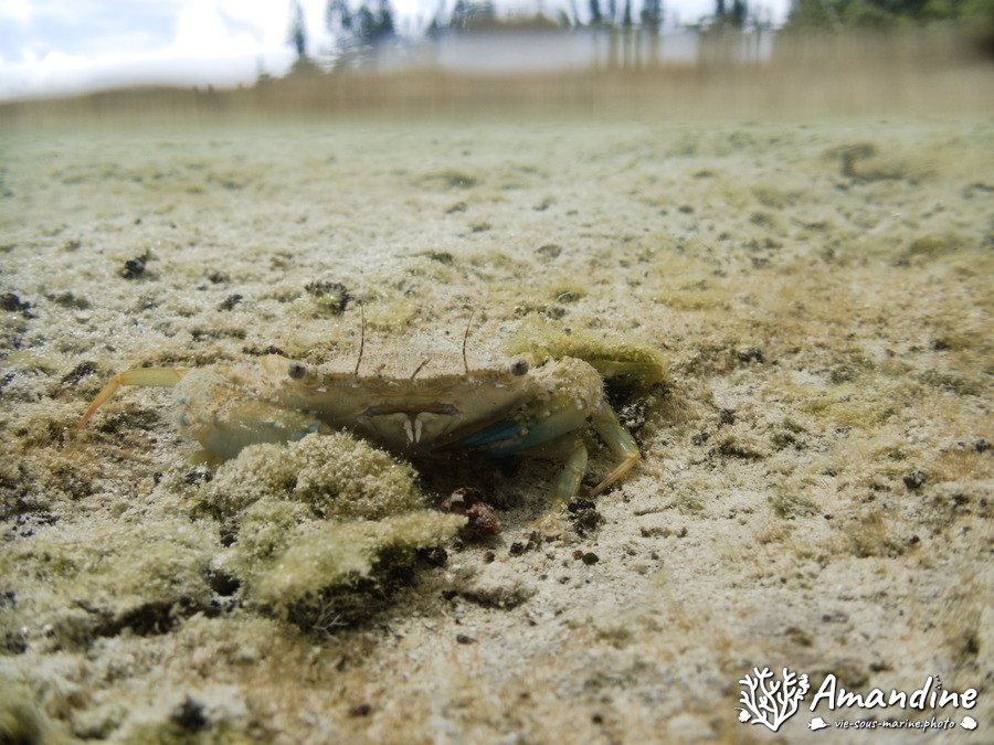 Crabe