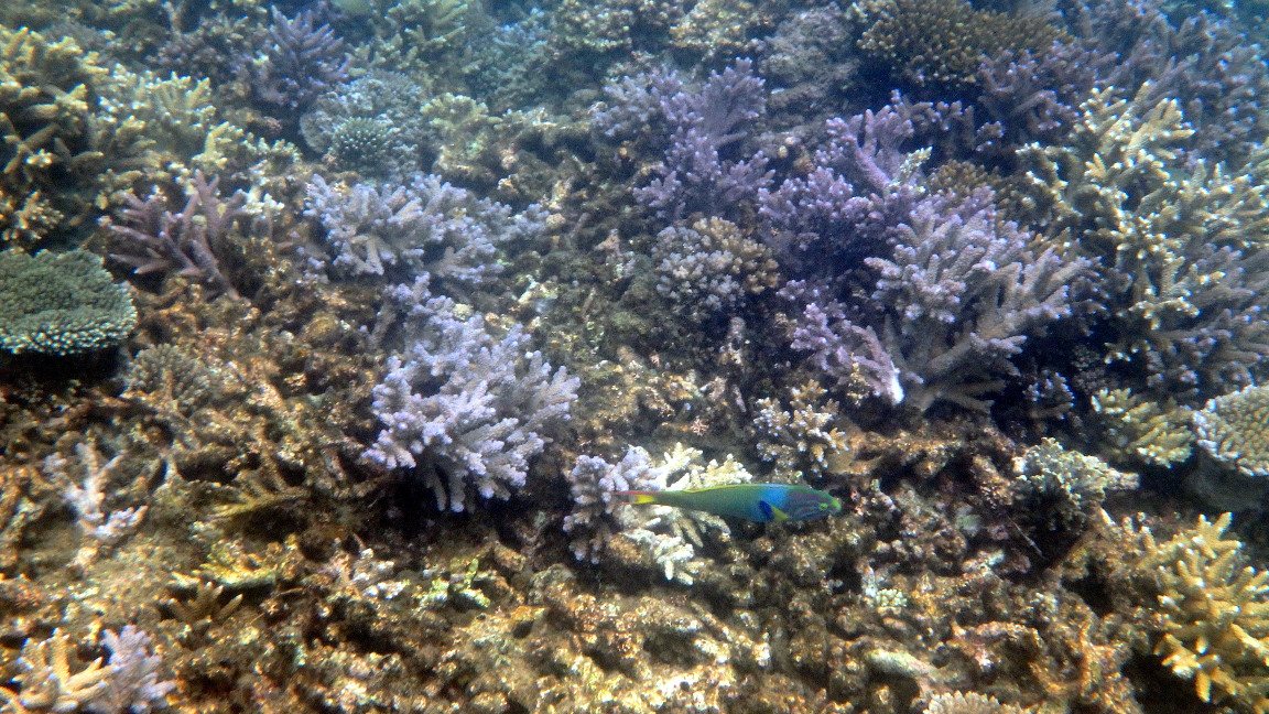 Thalassoma lunare