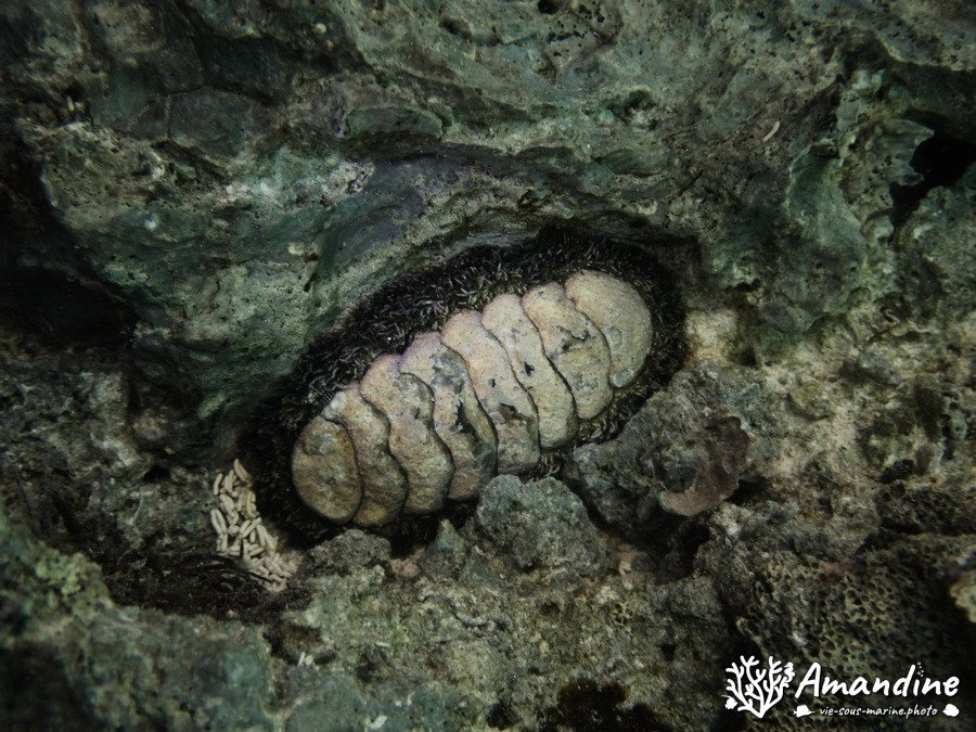 Chiton