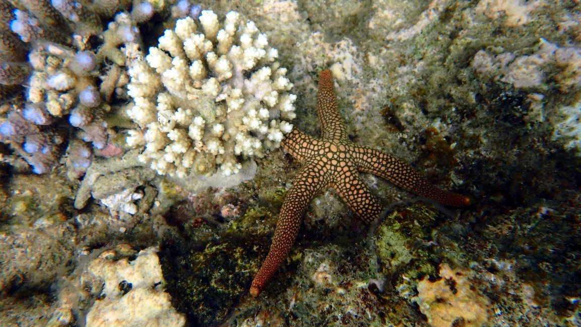 Nardoa novaecaledoniae