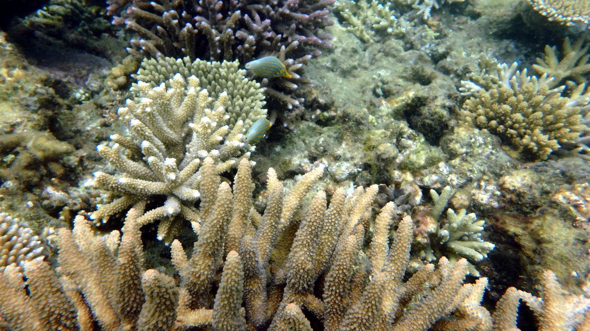 Oxymonacanthus longirostris