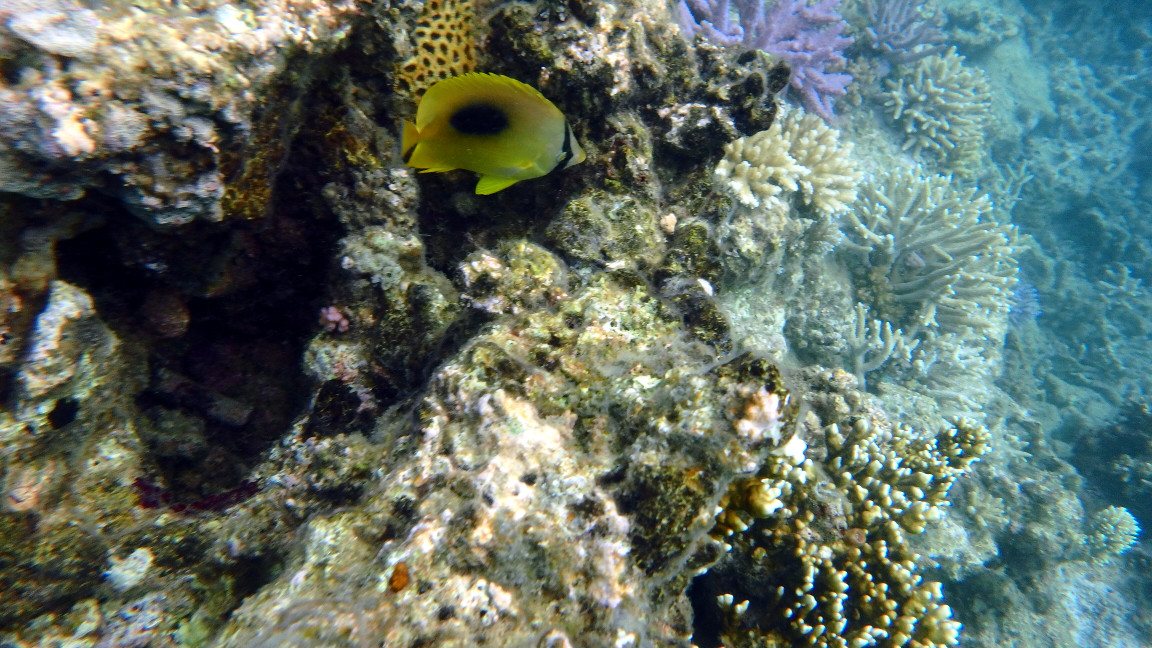 Chaetodon speculum