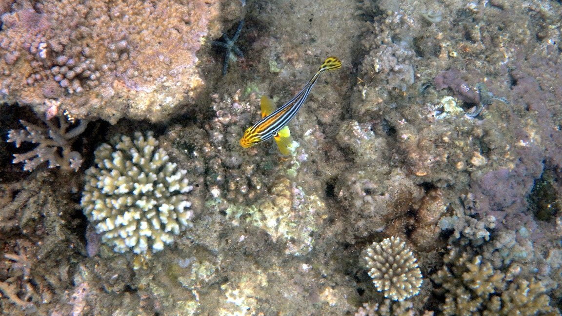 Plectorhinchus vittatus