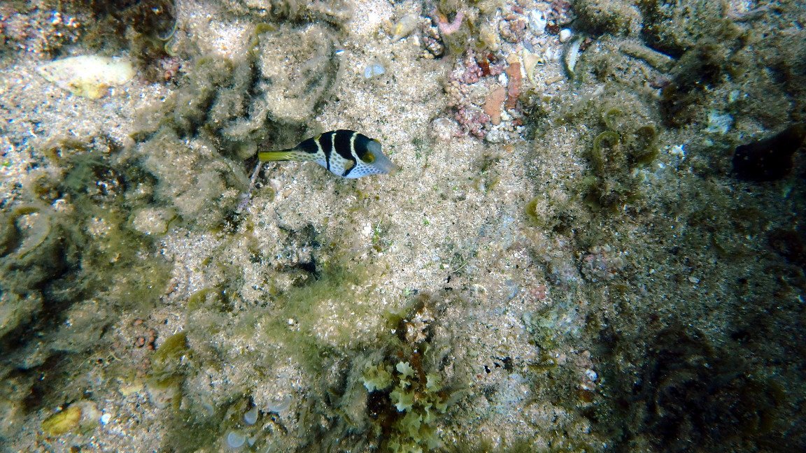 Canthigaster valentini