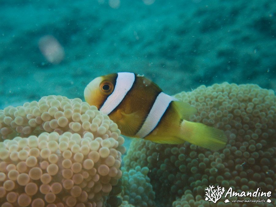 Amphiprion clarkii