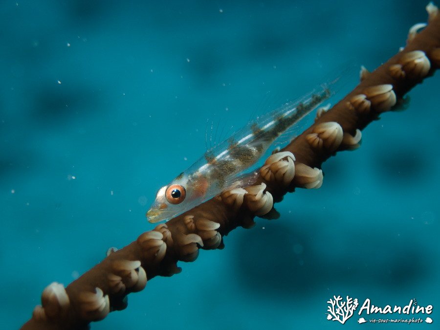 Bryaninops yongei