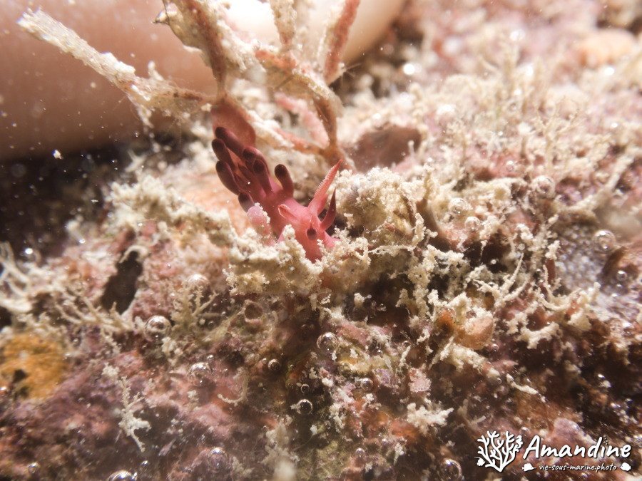 Limaces de mer