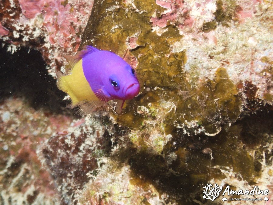 Pictichromis coralensis