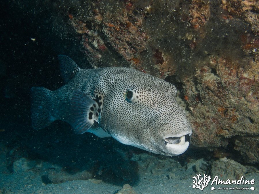 Arothron stellatus