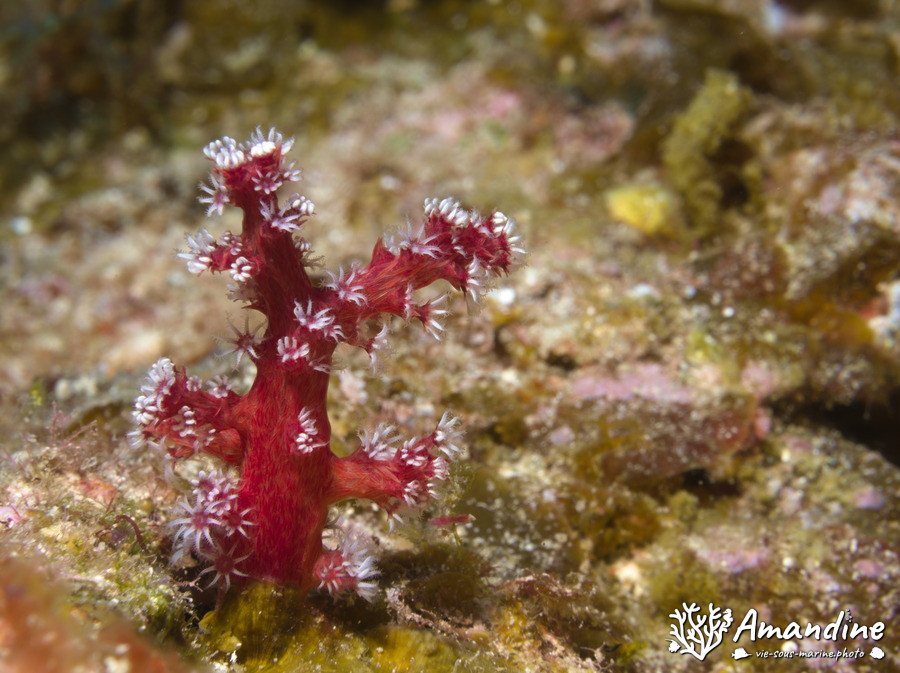 Corail mou