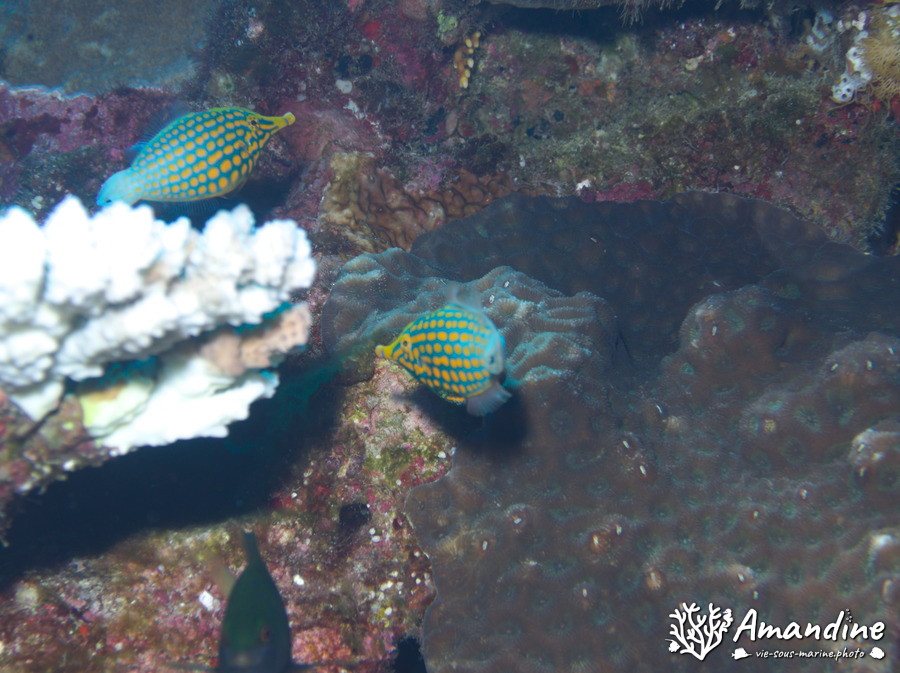 Oxymonacanthus longirostris