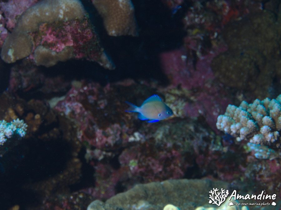 Poissons osseux