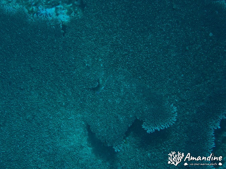 Corail dur