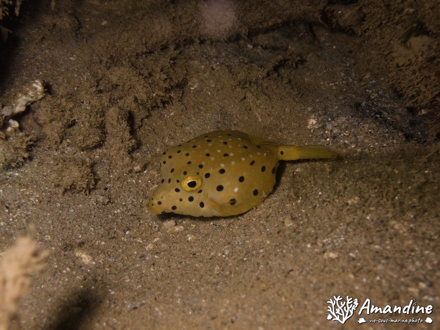 Ostracion cubicus