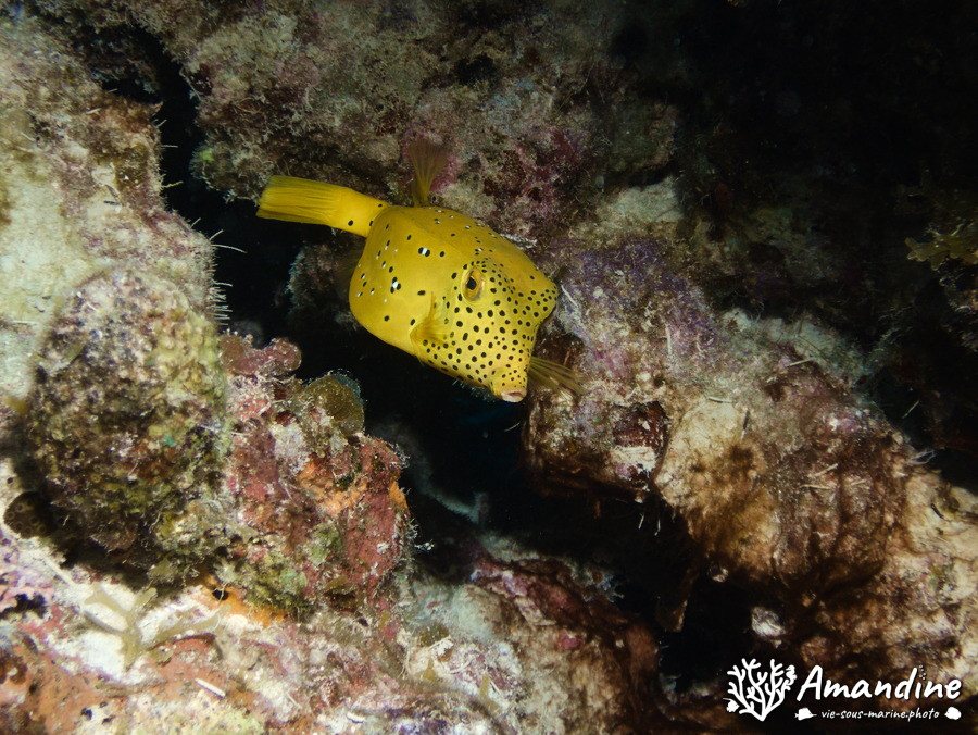 Ostracion cubicus