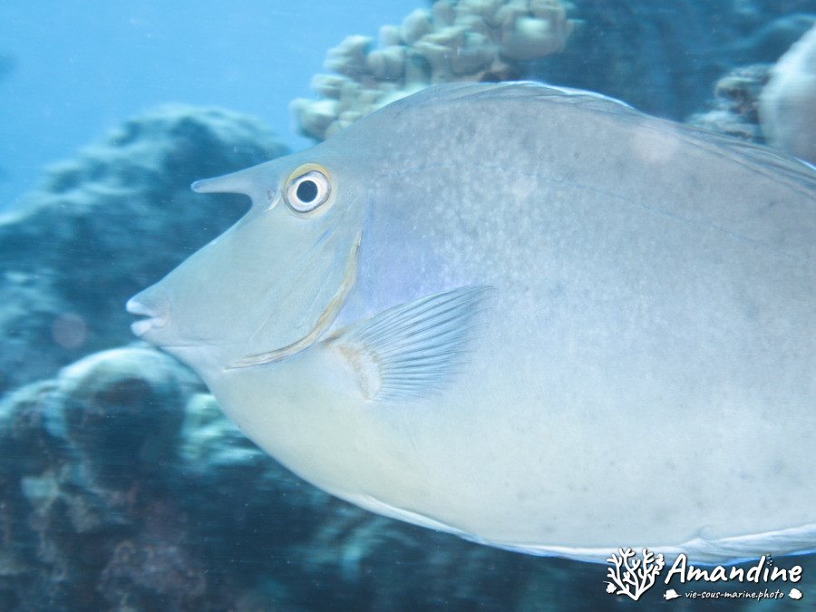 Naso unicornis