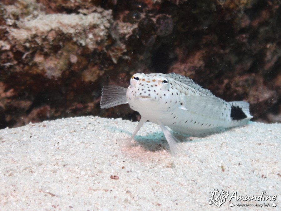 Parapercis hexophtalma